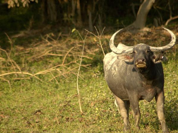 Wildlife holiday in North East India