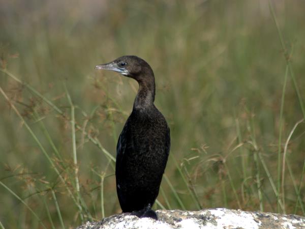 Wildlife holiday in North East India