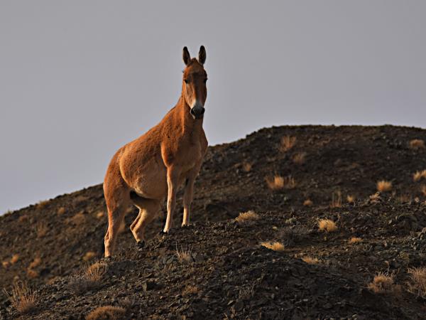 Ladakh wildlife holiday in India
