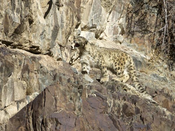 Ladakh wildlife holiday in India