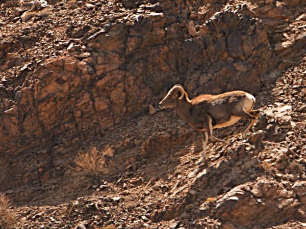 Ladakh wildlife holiday in India