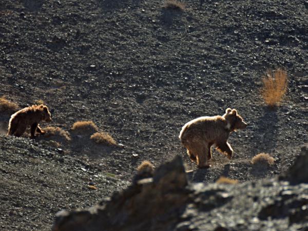 Ladakh wildlife holiday in India