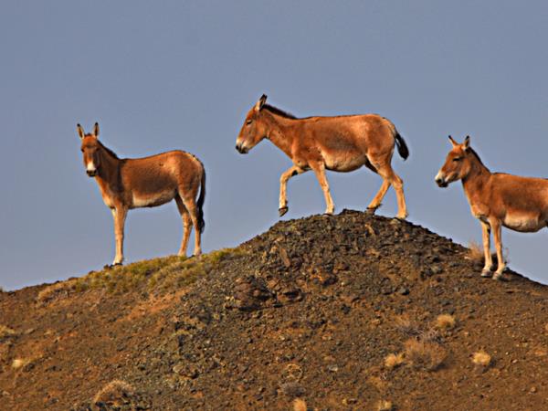 Ladakh wildlife holiday in India