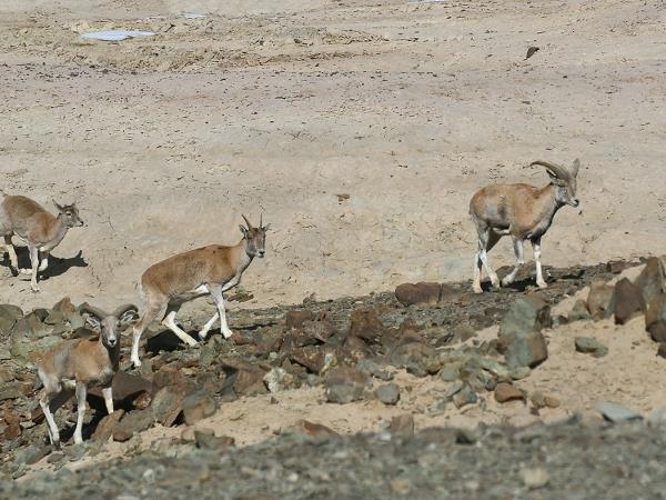 Ladakh wildlife holiday in India
