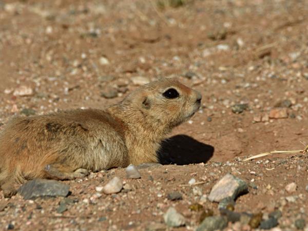 Ladakh wildlife holiday in India