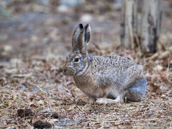 Ladakh wildlife holiday in India