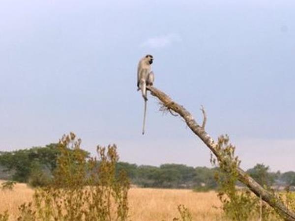 Kenya wildlife tour, in depth