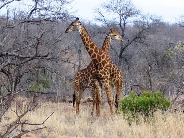 Kenya wildlife tour, in depth