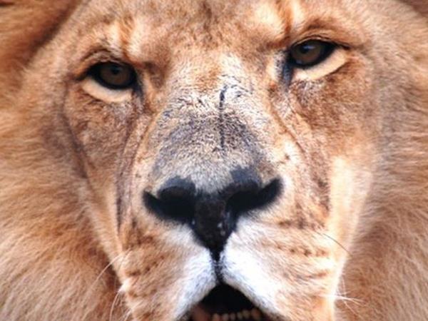Kenya wildlife tour, in depth