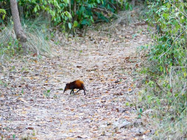 Kenya wildlife tour, in depth