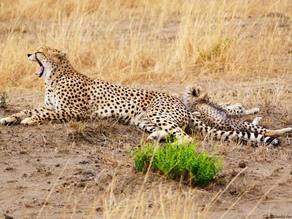 Kenya wildlife tour, in depth