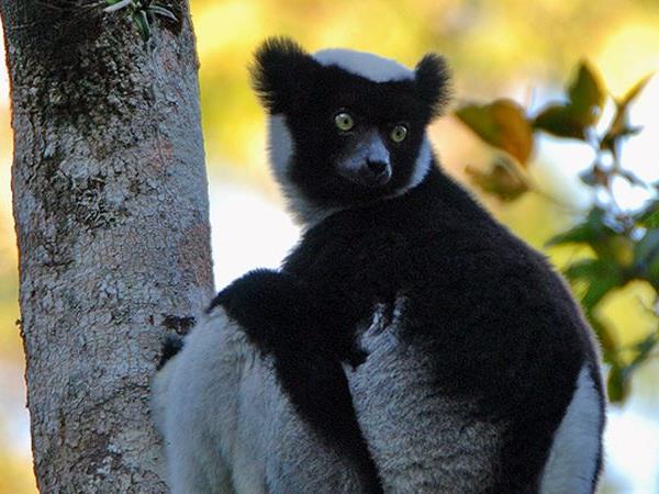 Madagascar 2 week wildlife holiday