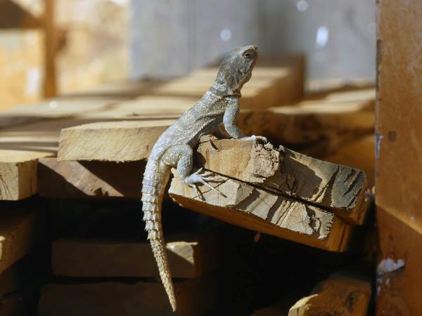 Madagascar 2 week wildlife holiday