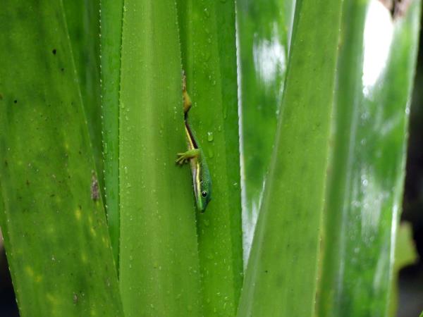 Madagascar 2 week wildlife holiday