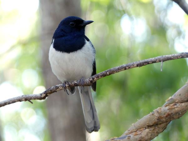 Madagascar 2 week wildlife holiday