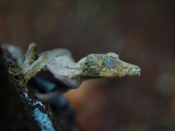 Madagascar 2 week wildlife holiday