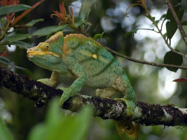 Madagascar 2 week wildlife holiday