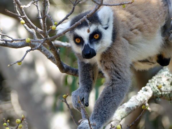 Madagascar 2 week wildlife holiday