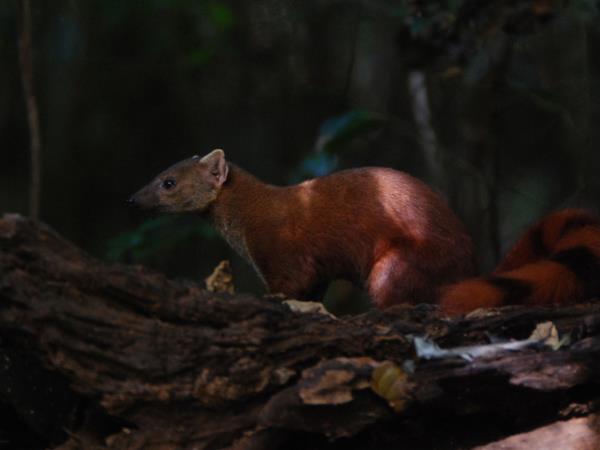 Madagascar 2 week wildlife holiday