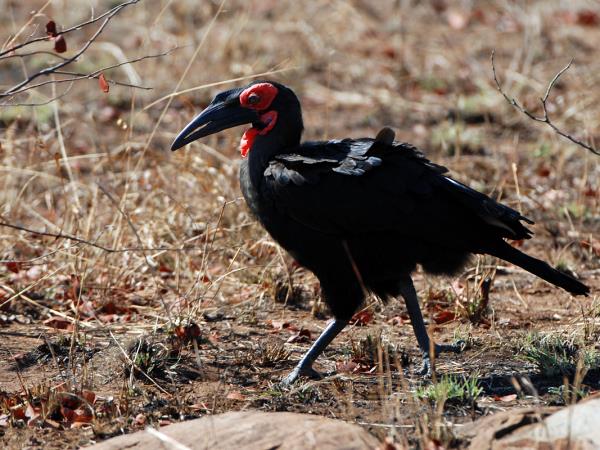Tsavo safari in Kenya