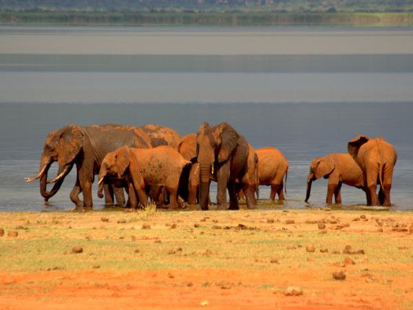Tsavo safari in Kenya