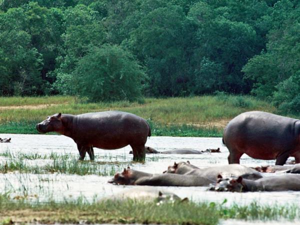 Tsavo safari in Kenya