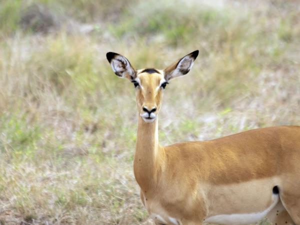Tsavo safari in Kenya