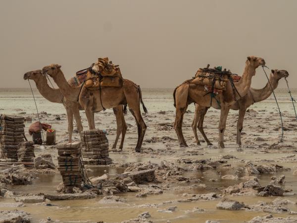 Danakil Depression tour in Ethiopia