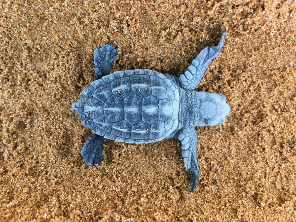Kefalonia sea turtle holiday in Greece