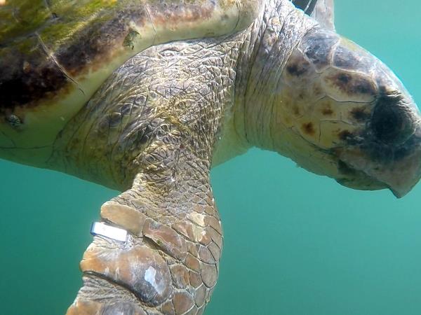 Kefalonia sea turtle holiday in Greece