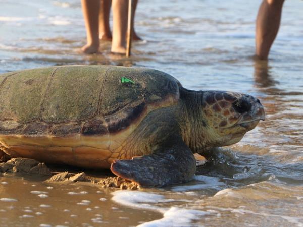 Kefalonia sea turtle holiday in Greece