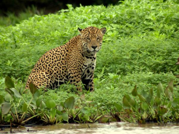 Jaguar safari holiday in Brazil's Pantanal