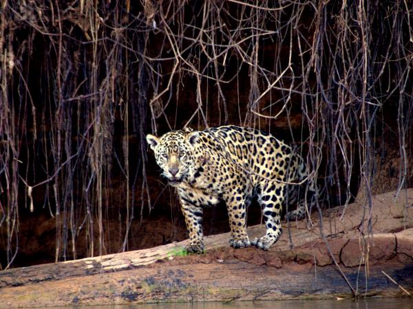 Jaguar safari holiday in Brazil's Pantanal