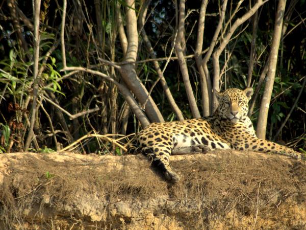 Jaguar safari holiday in Brazil's Pantanal