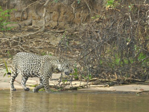 Jaguar safari holiday in Brazil's Pantanal