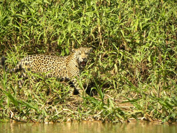 Jaguar safari holiday in Brazil's Pantanal
