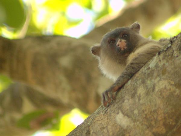 Pantanal rare wildlife holiday in Brazil