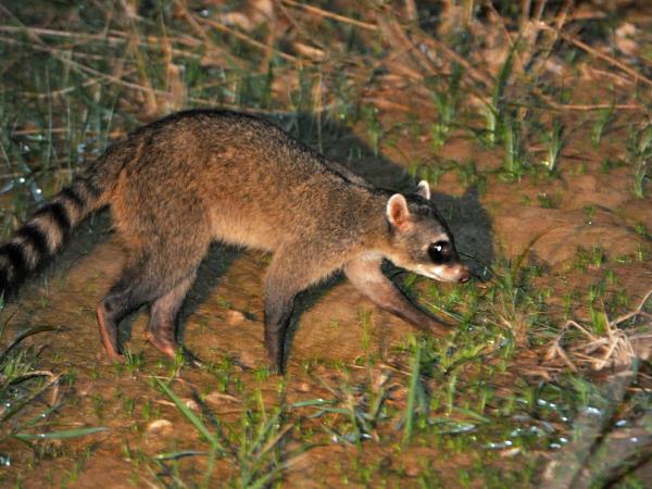 Pantanal rare wildlife holiday in Brazil
