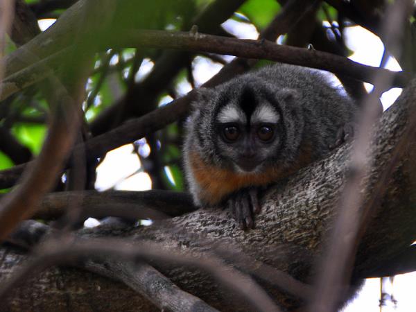 Pantanal rare wildlife holiday in Brazil