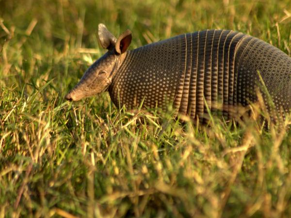 Pantanal rare wildlife holiday in Brazil