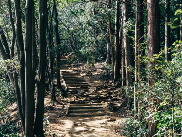 Japan guided walking tour, tradition & history