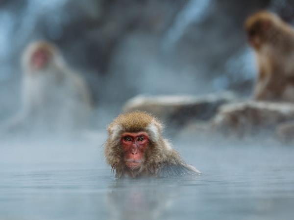 Japan guided walking tour, tradition & history