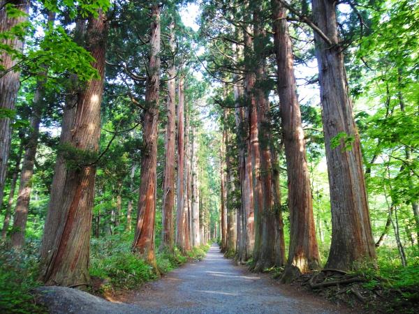 Japan guided walking tour, tradition & history