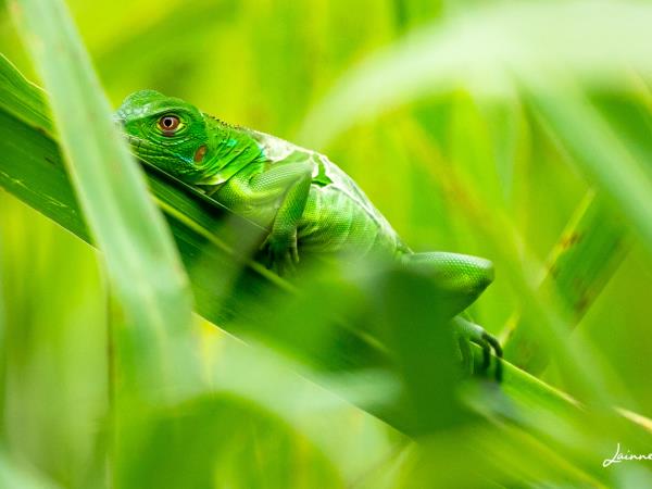 Turtle conservation in Costa Rica