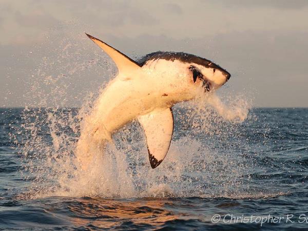 South Africa wildlife tour, sharks and aardvarks