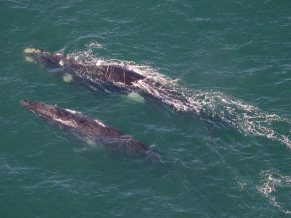 South Africa wildlife tour, sharks and aardvarks
