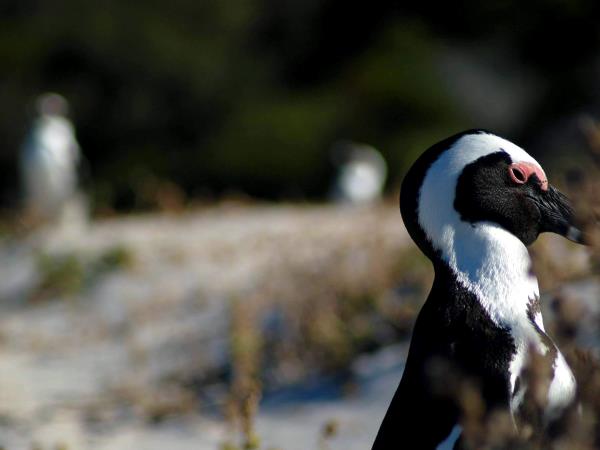 South Africa wildlife tour, sharks and aardvarks