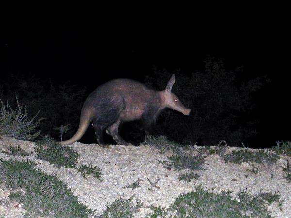 South Africa wildlife tour, sharks and aardvarks
