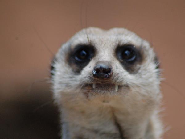South Africa wildlife tour, sharks and aardvarks