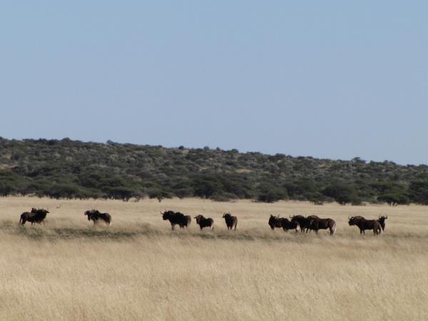 South Africa wildlife tour, sharks and aardvarks